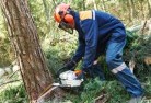 Falmouthtree-cutting-services-21.jpg; ?>